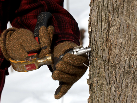 Meet the Sugarmakers: A Guide to Vermont Maple Syrup