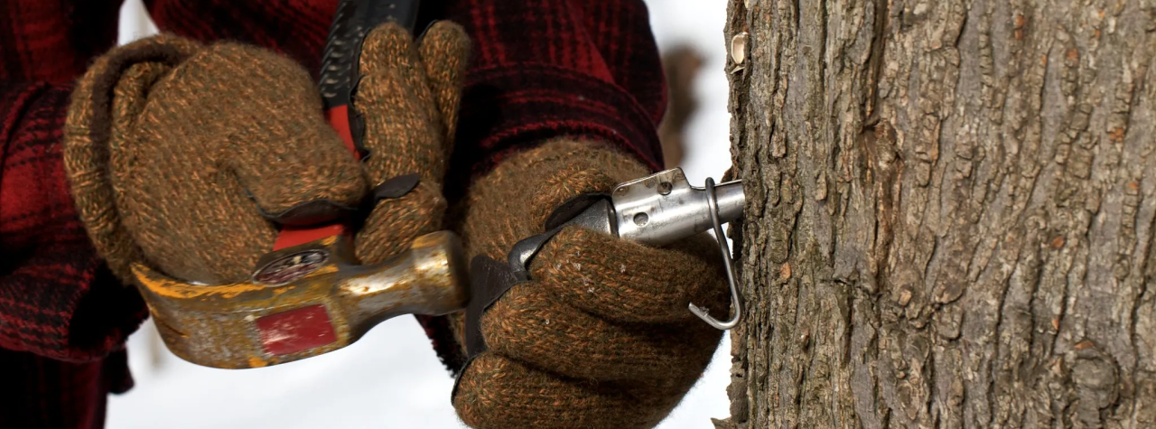 Meet the Sugarmakers: A Guide to Vermont Maple Syrup